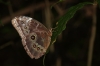 handgroßer Schmetterling (Morpho)