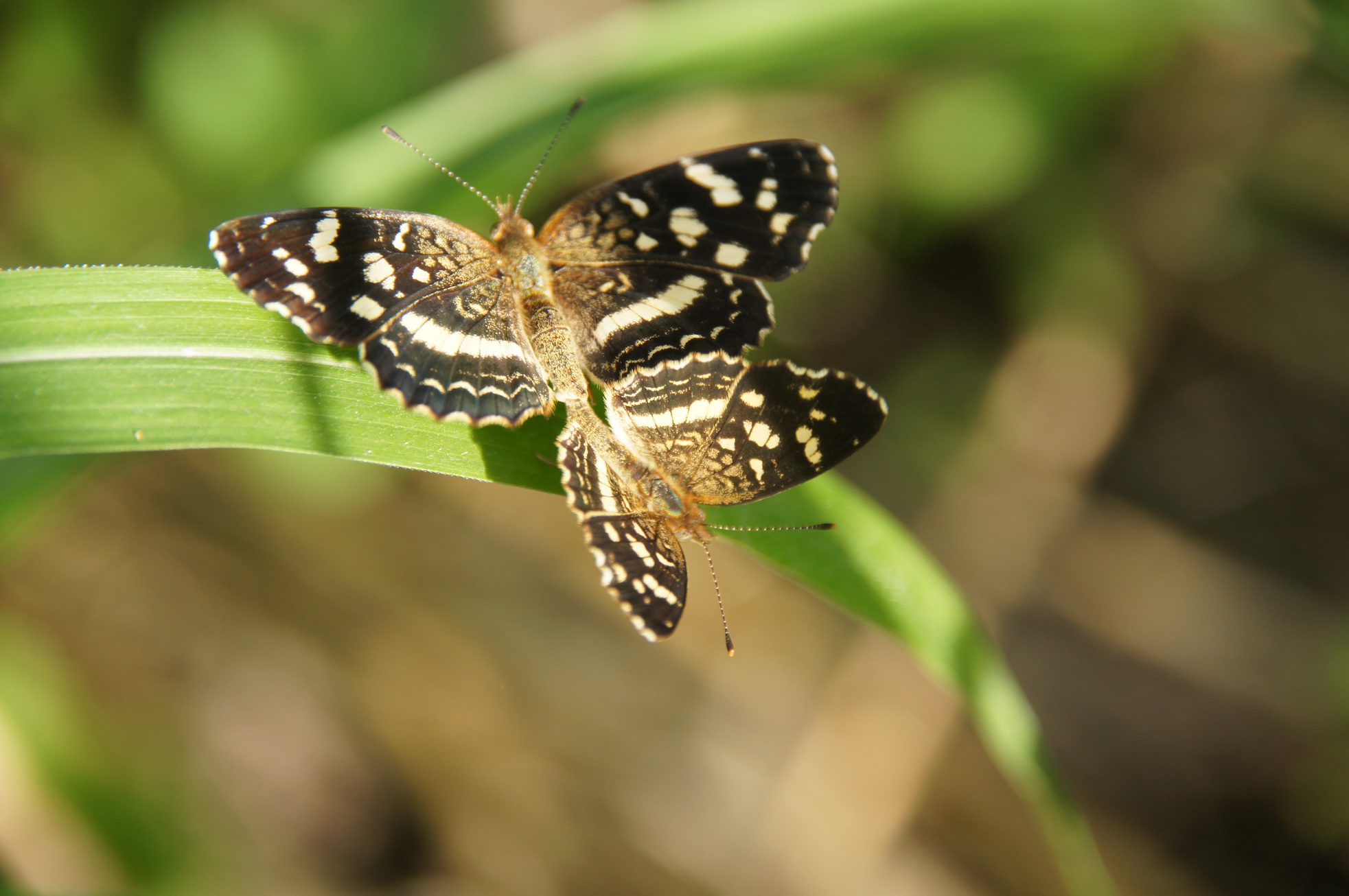 zwei eher unauffällige kleine Tagfalter, Art (noch) unbekannt zwei eher unauffällige kleine Tagfalter, Art (noch) unbekannt