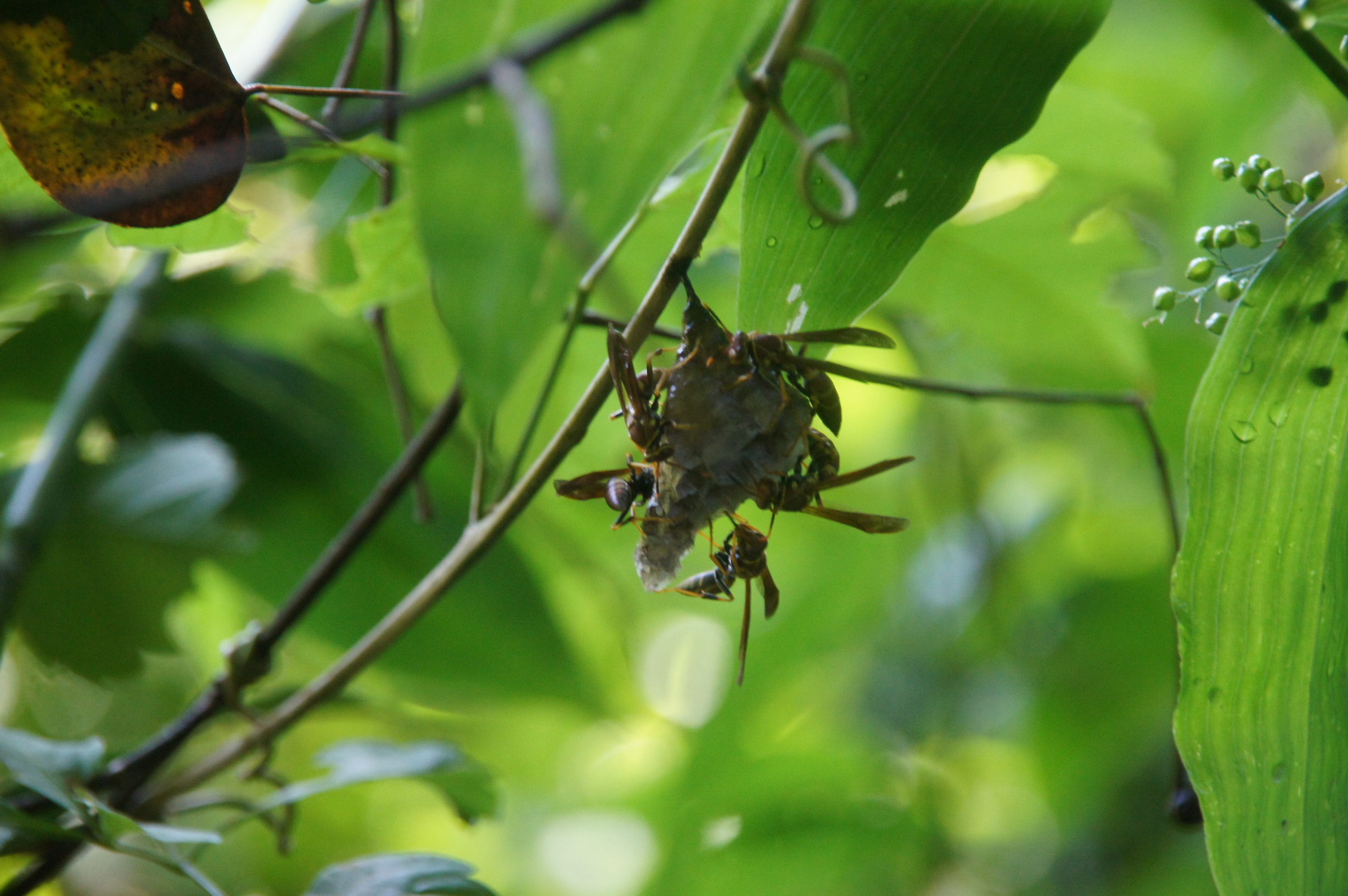 Wespen, Art (noch) unbekannt Wespen, Art (noch) unbekannt
