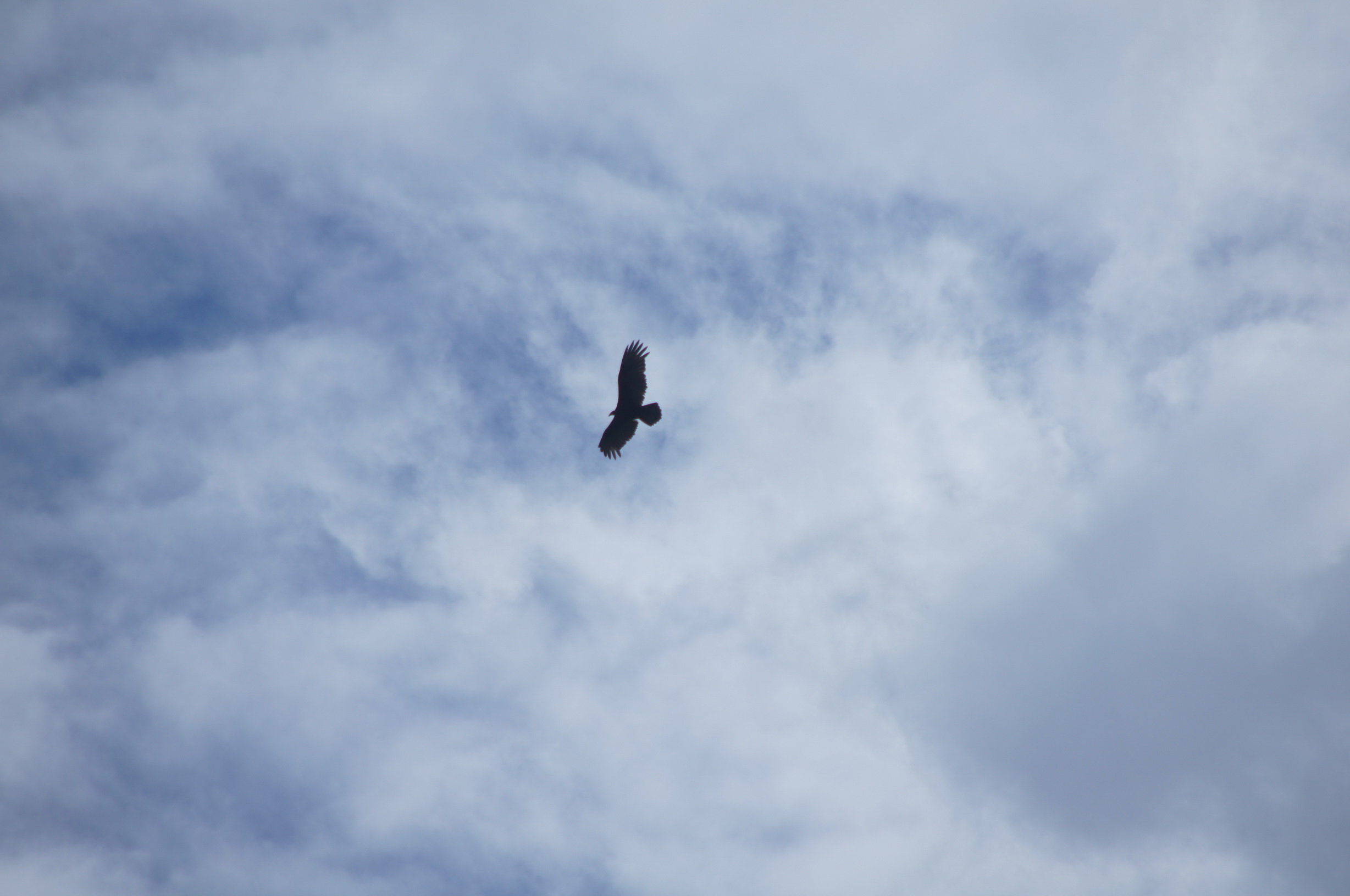 Greifvogel, Art (noch) unbekannt Greifvogel, Art (noch) unbekannt