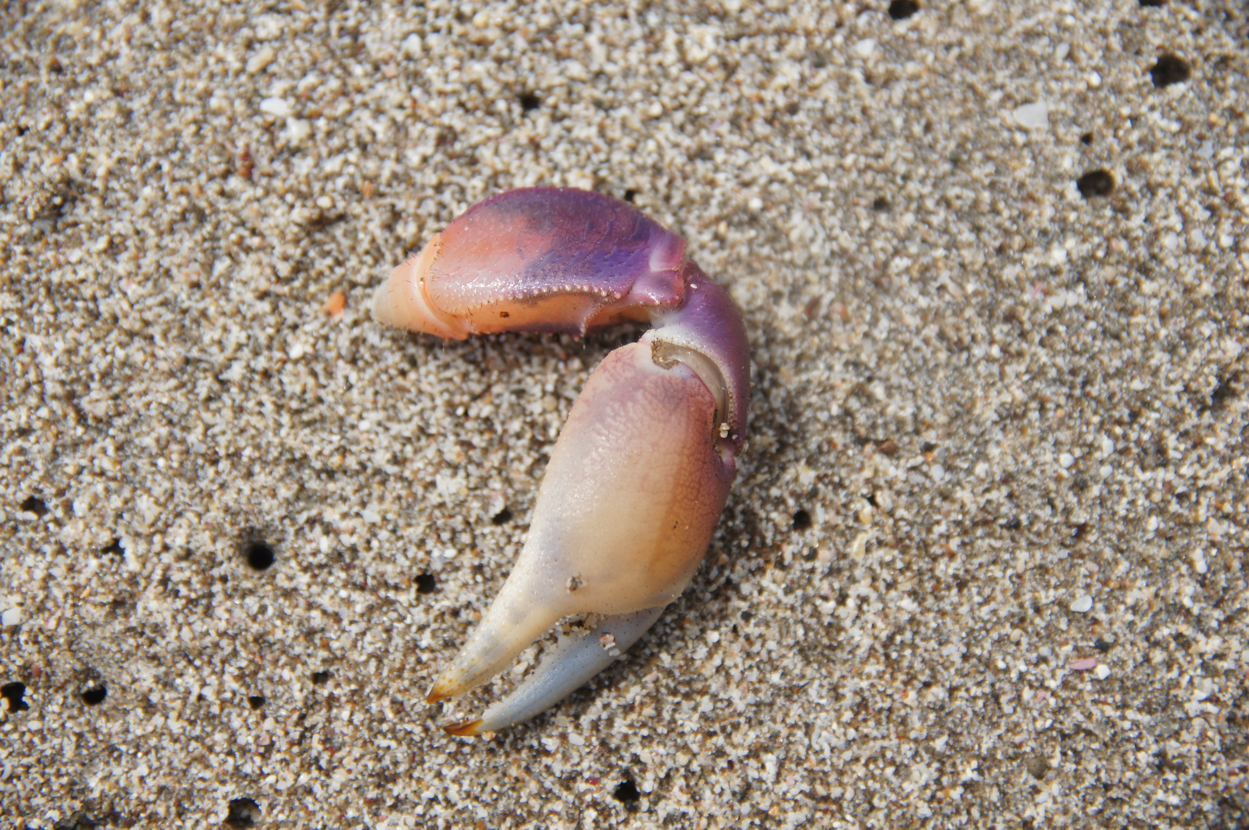 Krabbenschere Krabbenschere