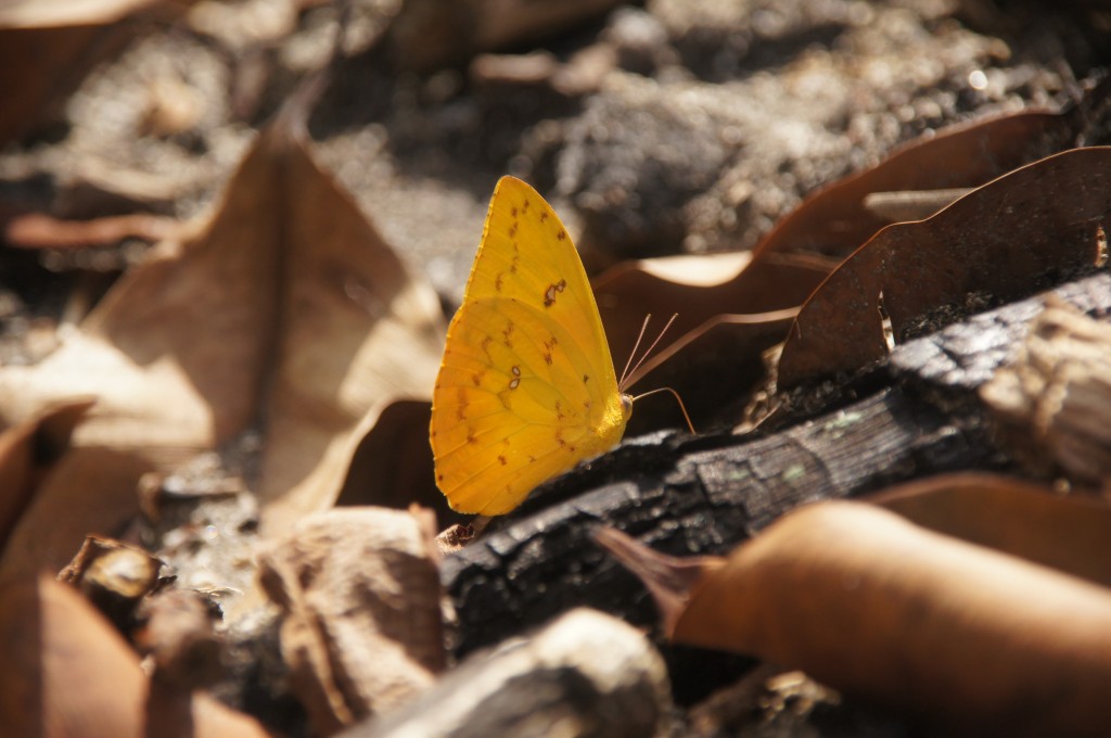 gelber Schmetterling, Art (noch) unbekannt