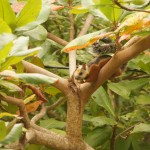 Eichhörnchen Eichhörnchen