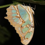 Art (noch) unbekannt Art (noch) unbekannt