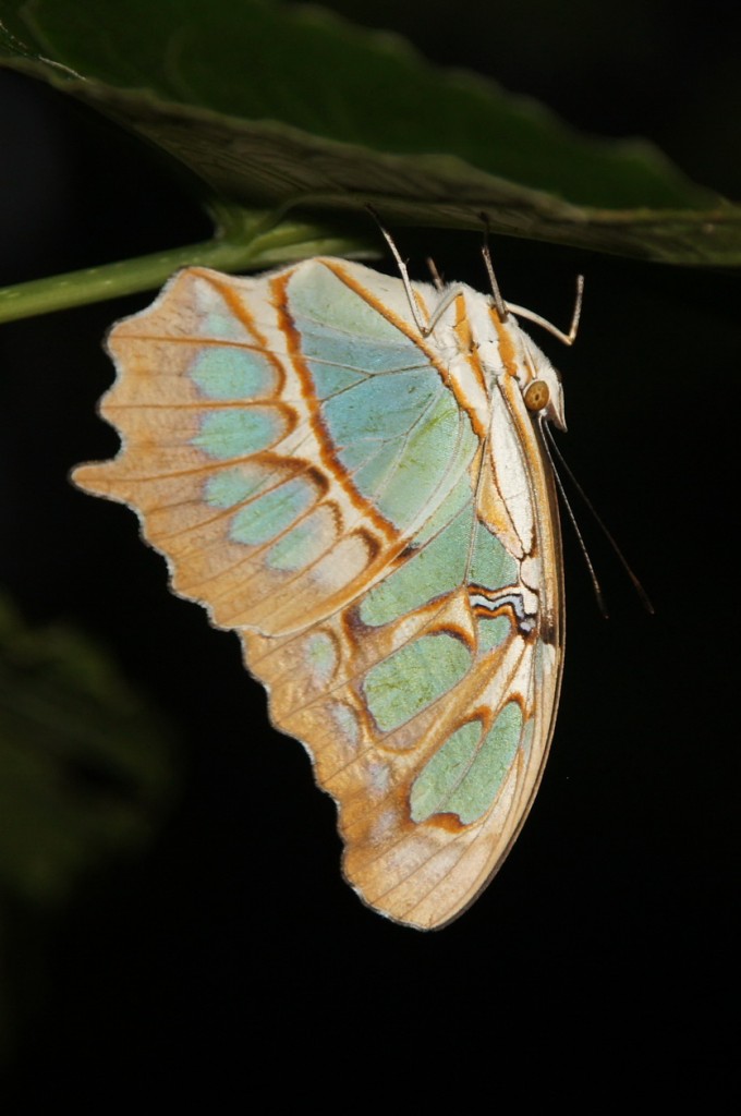 Art (noch) unbekannt