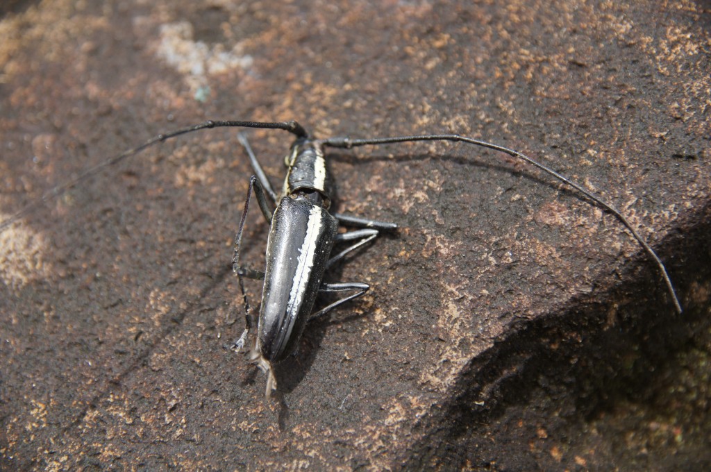 Käfer, Art (noch) unbekannt