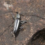 Käfer, Art (noch) unbekannt Käfer, Art (noch) unbekannt