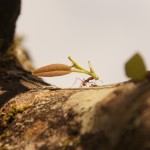 Blattschneideameise Blattschneideameise