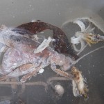 dieses Heupferd dieses Heupferd