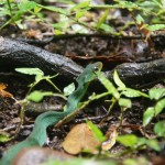 grüne Baumschlange grüne Baumschlange