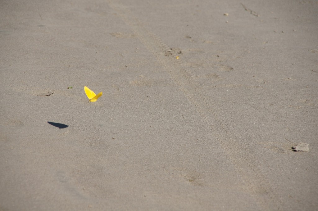 buttergelber Schmetterling