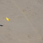 buttergelber Schmetterling buttergelber Schmetterling