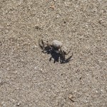 gut getarnt gut getarnt