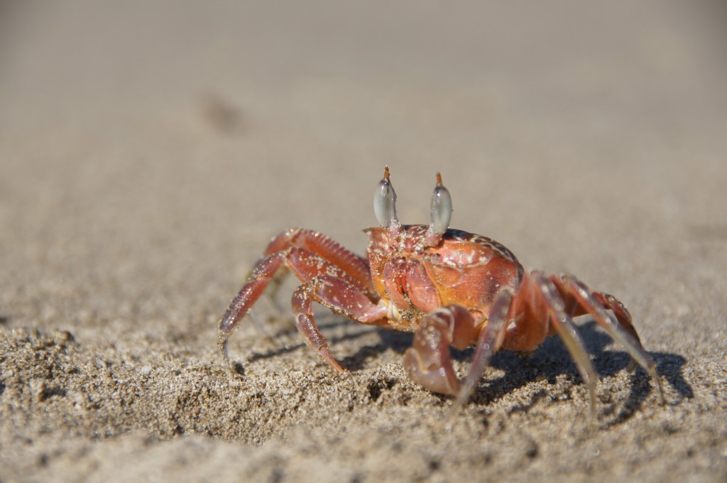 für dieses Foto habe ich eine halbe Stunde in sengender Hitze auf dem glühenden Sand gelegen ;)