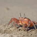 für dieses Foto habe ich eine halbe Stunde in sengender Hitze auf dem glühenden Sand gelegen ;) für dieses Foto habe ich eine halbe Stunde in sengender Hitze auf dem glühenden Sand gelegen ;)
