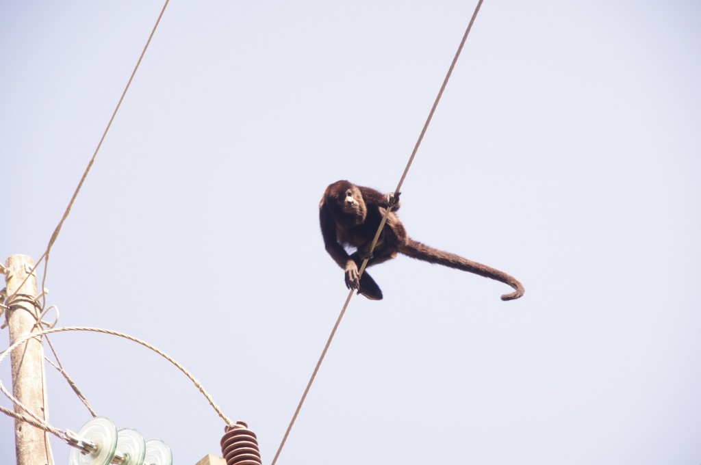 guck nicht so blöd!