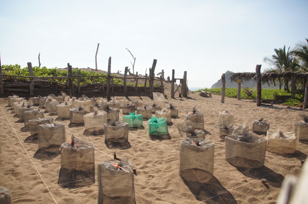 Eiersammlung im Tortugacamp