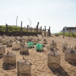 Eiersammlung im Tortugacamp Eiersammlung im Tortugacamp