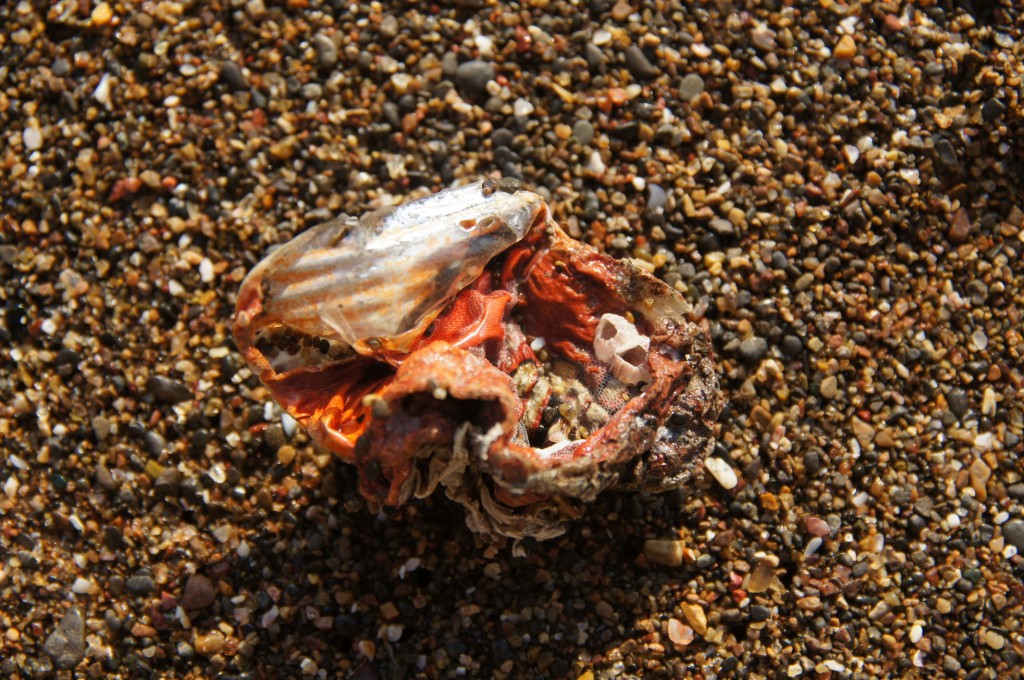 eine interessant geformte Muschel? nein, ein Stück Plaste