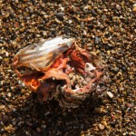 eine interessant geformte Muschel? nein, ein Stück Plaste eine interessant geformte Muschel? nein, ein Stück Plaste