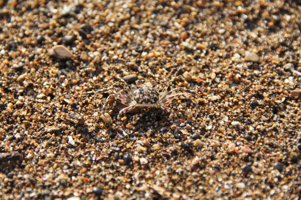 und wieder ein Suchbild