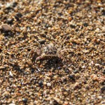 und wieder ein Suchbild und wieder ein Suchbild