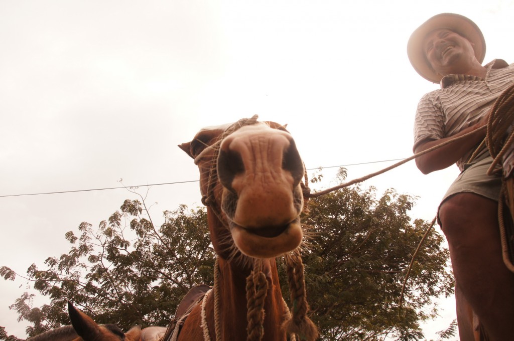Jong, der Pferdeflüsterer