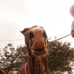 Jong, der Pferdeflüsterer Jong, der Pferdeflüsterer