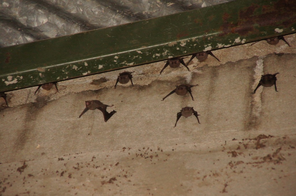 aufgeschreckte Fledermäuse