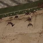 aufgeschreckte Fledermäuse aufgeschreckte Fledermäuse