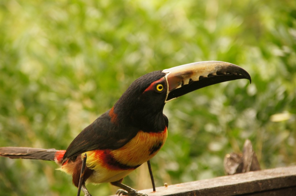 guanacastischer Tucan - putzig ;)