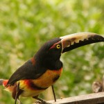 guanacastischer Tucan - putzig ;) guanacastischer Tucan - putzig ;)