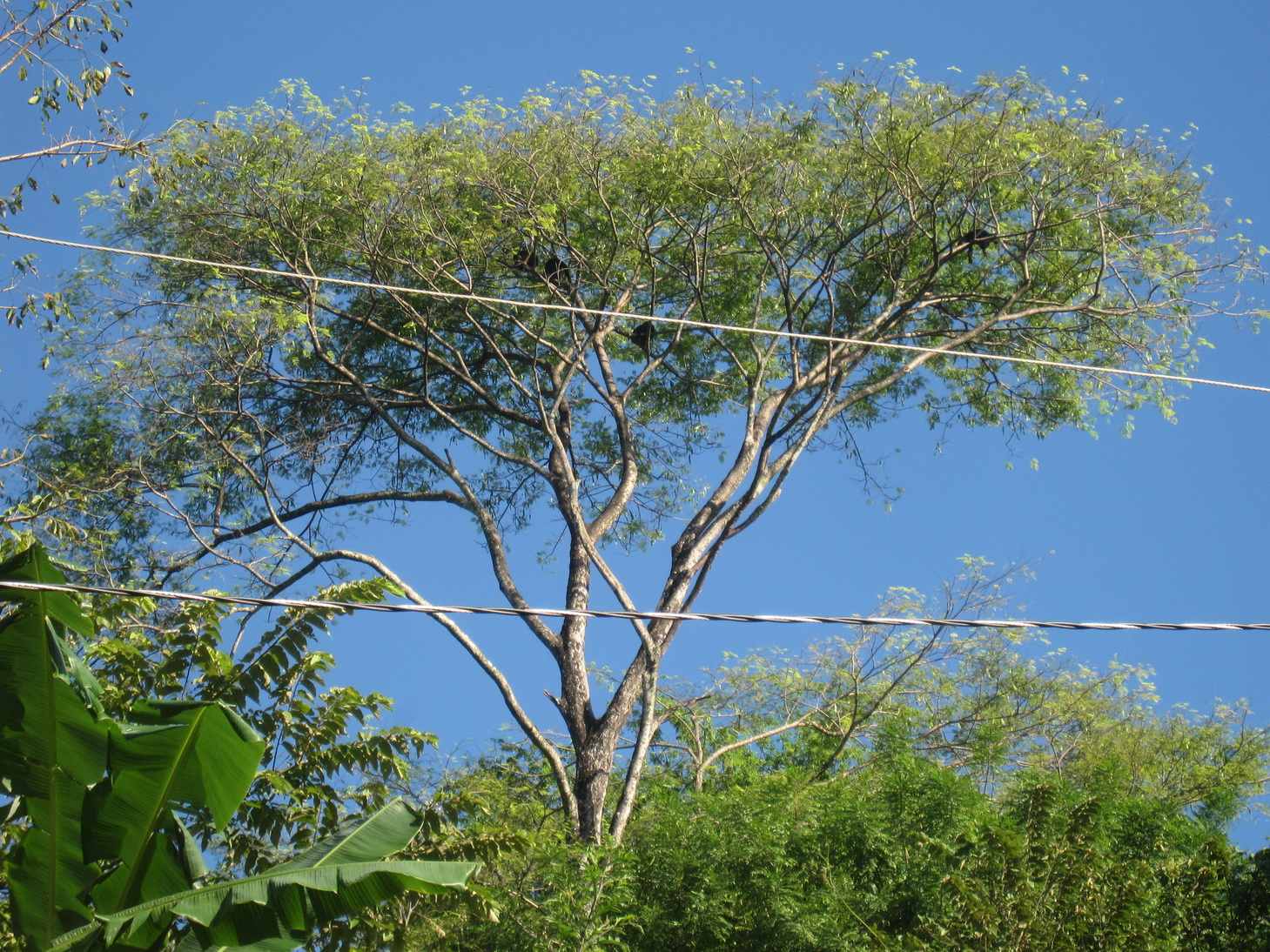 4 Brüllaffen 4 Brüllaffen