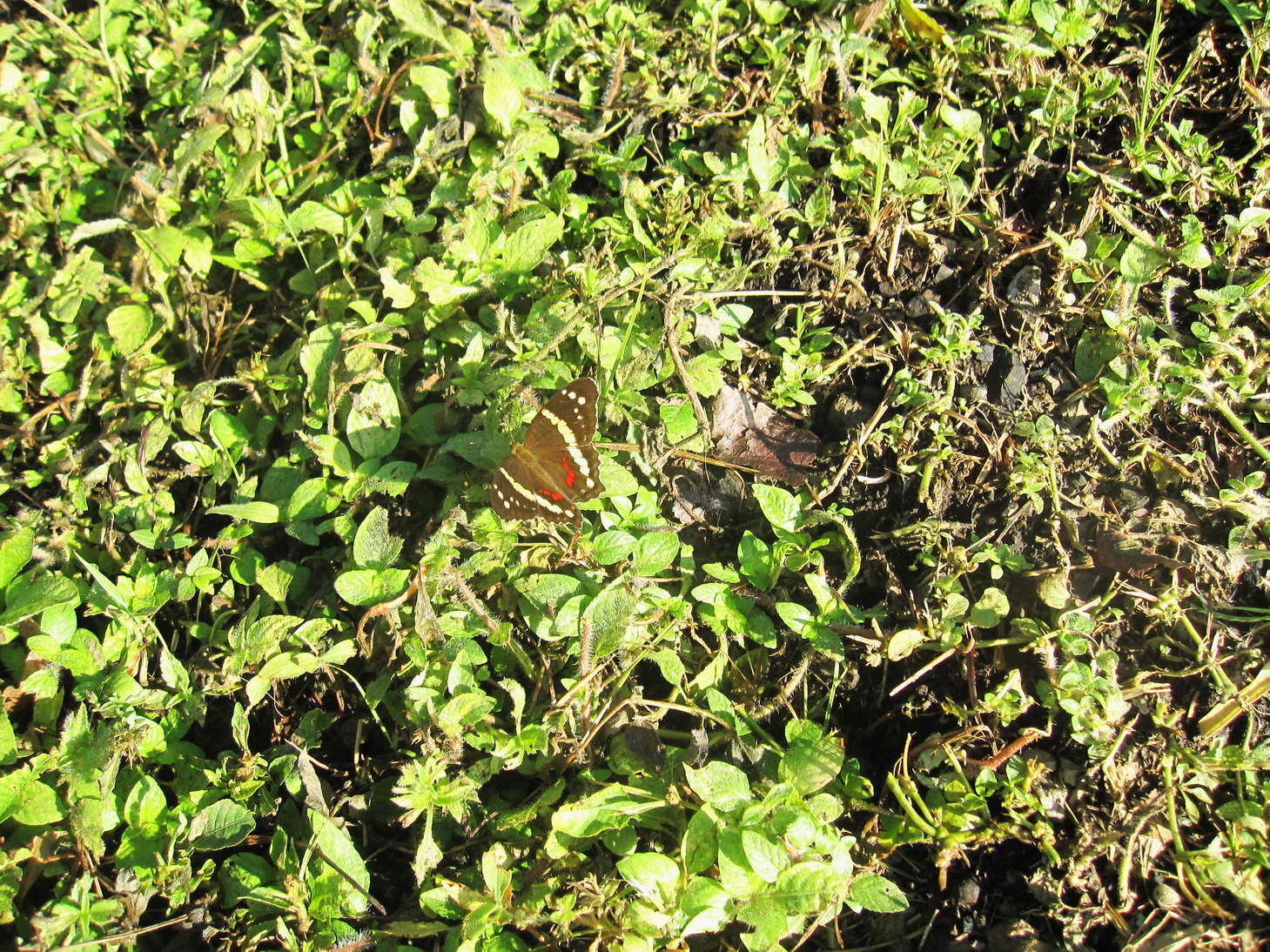 Schmetterling, Art (noch) unbekannt Schmetterling, Art (noch) unbekannt