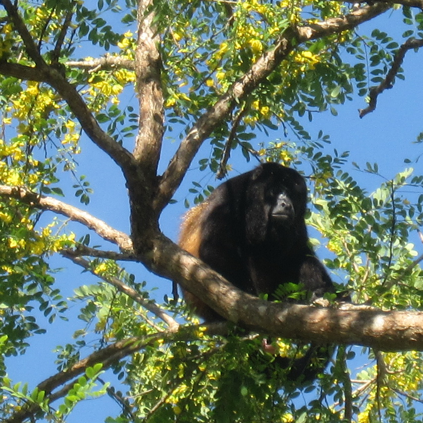 ein Brüllaffe ein Brüllaffe