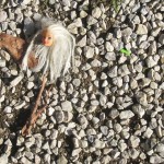 Gemetzel vor meiner Haustür Gemetzel vor meiner Haustür