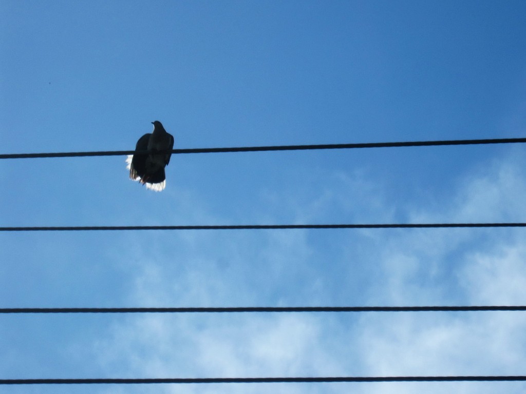 die Tauben in Costa Rica