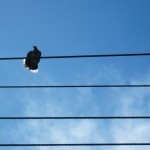 die Tauben in Costa Rica die Tauben in Costa Rica