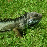 Kleine Drachen Kleine Drachen