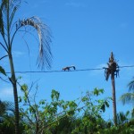 Eichhörnchen Eichhörnchen