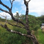 hoch zu Ross hoch zu Ross