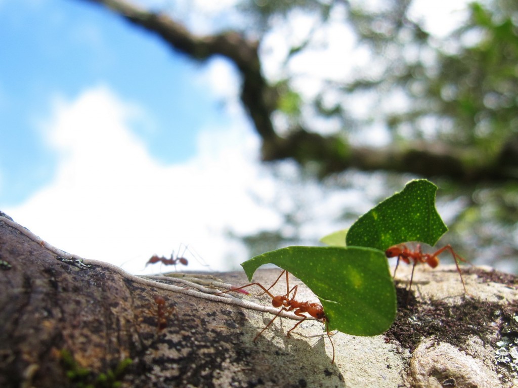 Blattschneideameisen