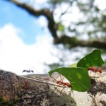 Blattschneideameisen Blattschneideameisen