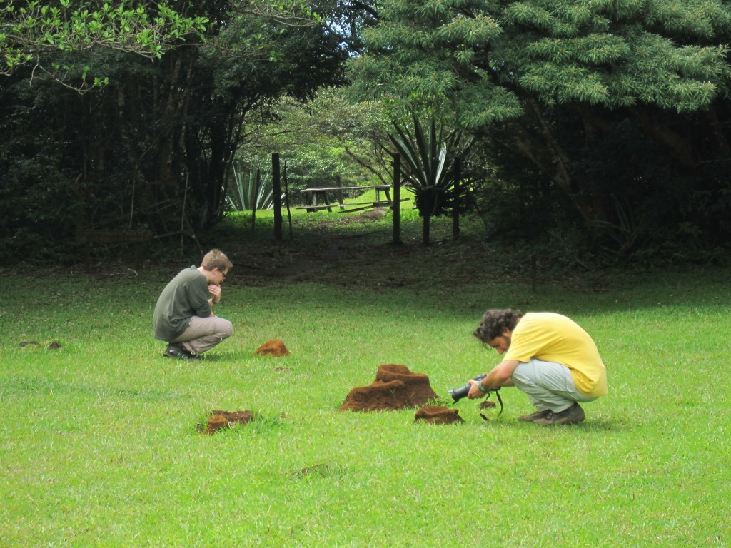 Faszinosum Ameisenhaufen