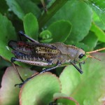 Heupferdchen Heupferdchen