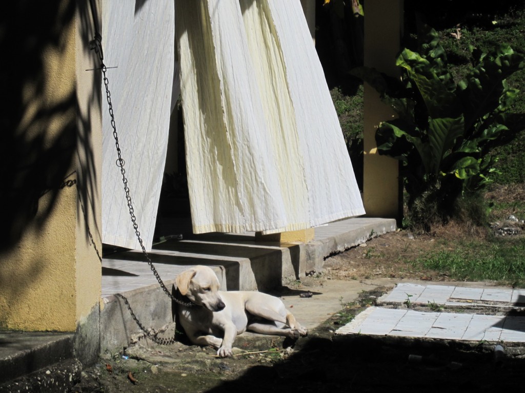 Yogi, hier mal ganz friedlich