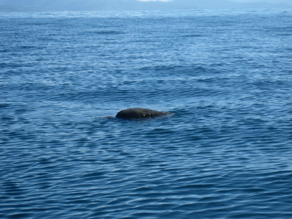 Riesenmeeresschildkröte