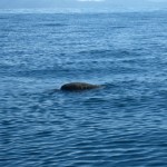 Riesenmeeresschildkröte Riesenmeeresschildkröte