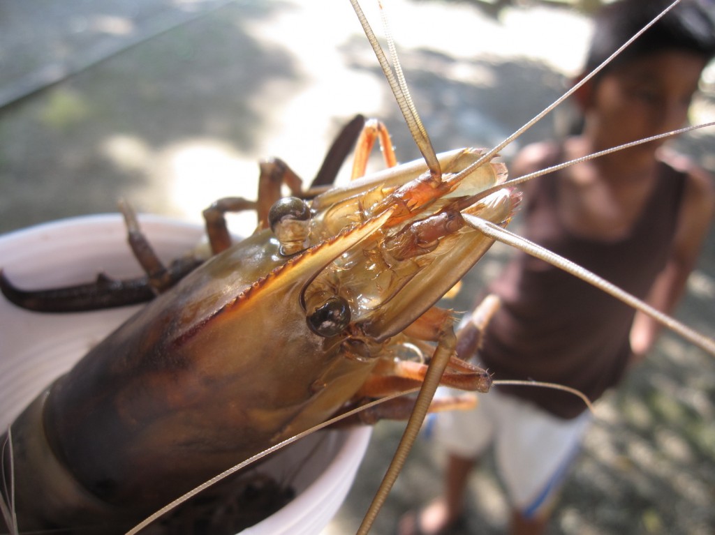 Dieser armen Languste, die auf diesem Bild noch lebt, wurden schon die Scheren abgezwackt, gleich kommt sie in den Kochtopf