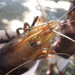 Dieser armen Languste, die auf diesem Bild noch lebt, wurden schon die Scheren abgezwackt, gleich kommt sie in den Kochtopf Dieser armen Languste, die auf diesem Bild noch lebt, wurden schon die Scheren abgezwackt, gleich kommt sie in den Kochtopf